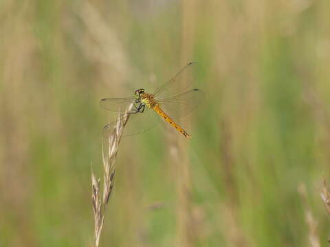 Image of spotted darter