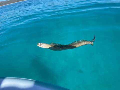 Image of Spottail moray