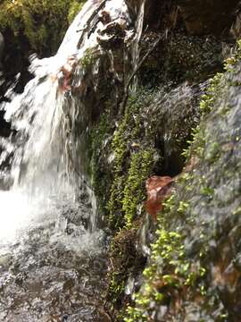 Image of river feather-moss