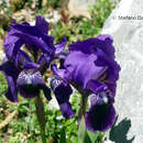Image of Iris sabina N. Terracc.