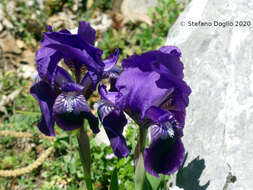 Image of Iris sabina N. Terracc.