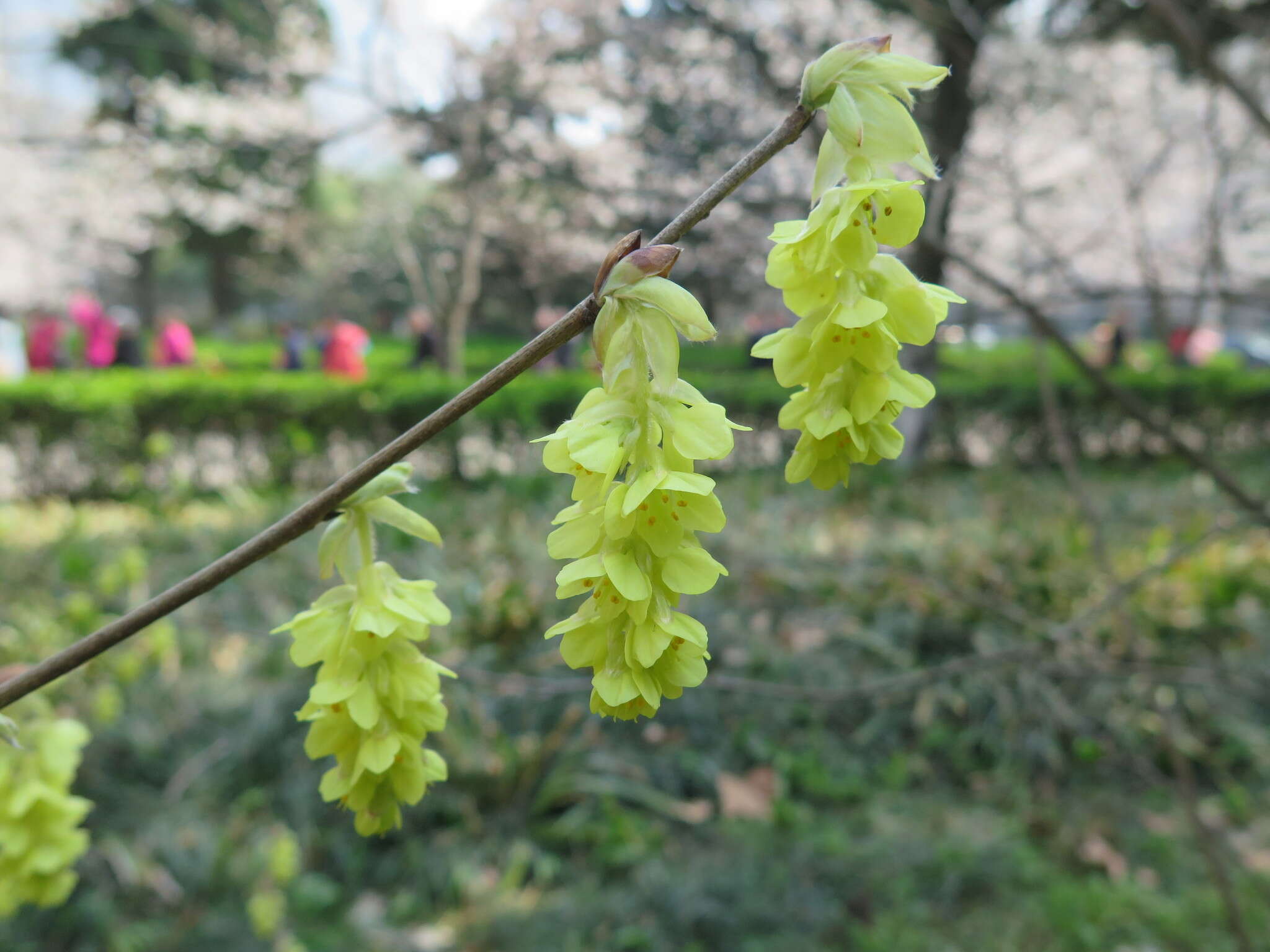 Image of winter hazel