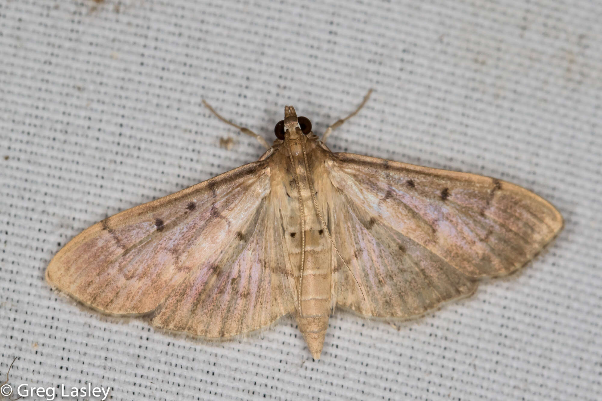 Image de Herpetogramma bipunctalis Fabricius 1794