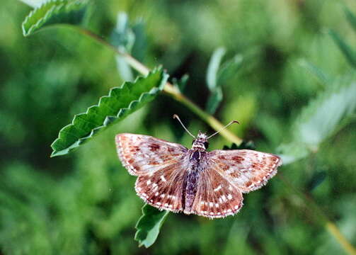 Imagem de <i>Erynnis popoviana</i>