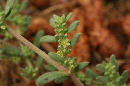 صورة Herniaria ciliolata subsp. robusta Chaudhri