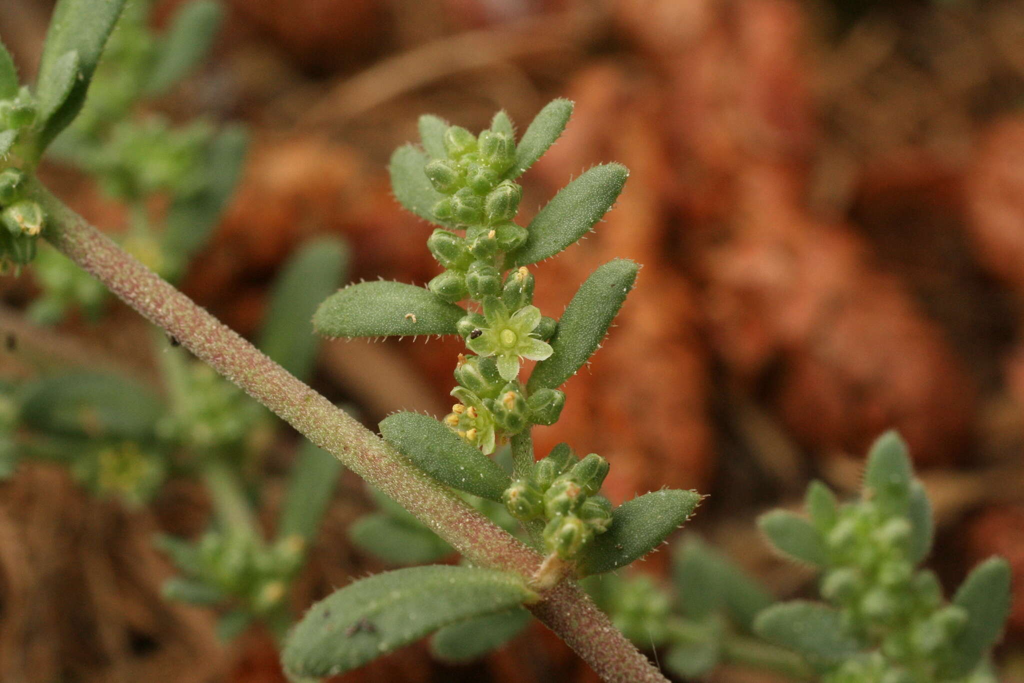 Image of Herniaria ciliolata subsp. robusta Chaudhri