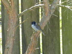 Image of Black-headed Honeyeater