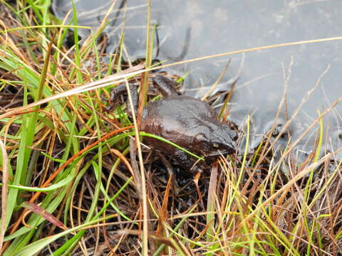 Rhinella nicefori (Cochran & Goin 1970) resmi