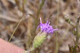 Image of branched blazing star