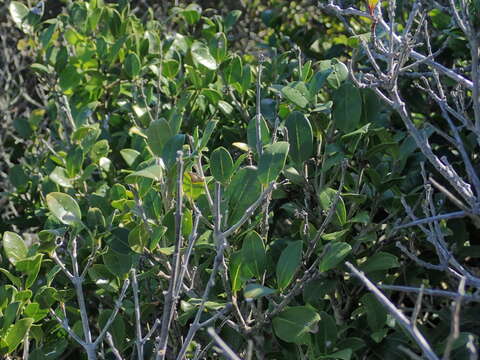 Image of Noronhia foveolata subsp. tomentella (I. Verd.) Hong-Wa & Besnard