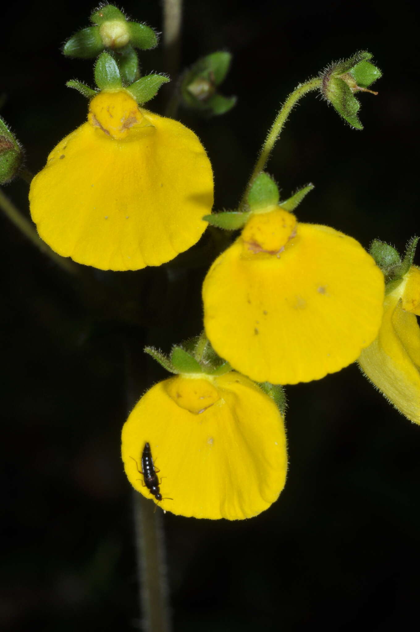 Image of Calceolaria valdiviana Phil.