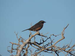 Image of Black-and-rufous Warbling Finch