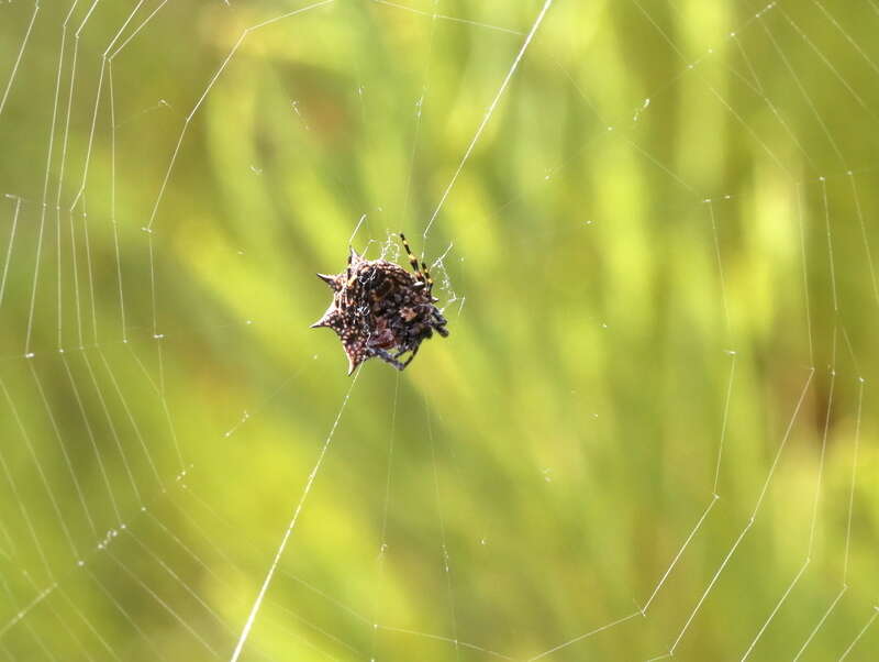 Image de Isoxya cicatricosa (C. L. Koch 1844)