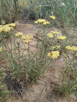 Image of Achillea submicrantha N. N. Tzvel.