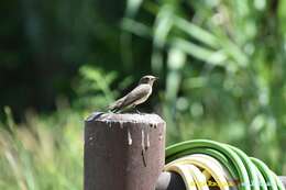 Image of <i>Muscicapa striata tyrrhenica</i>