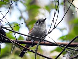 Image of Rufous-backed Antvireo