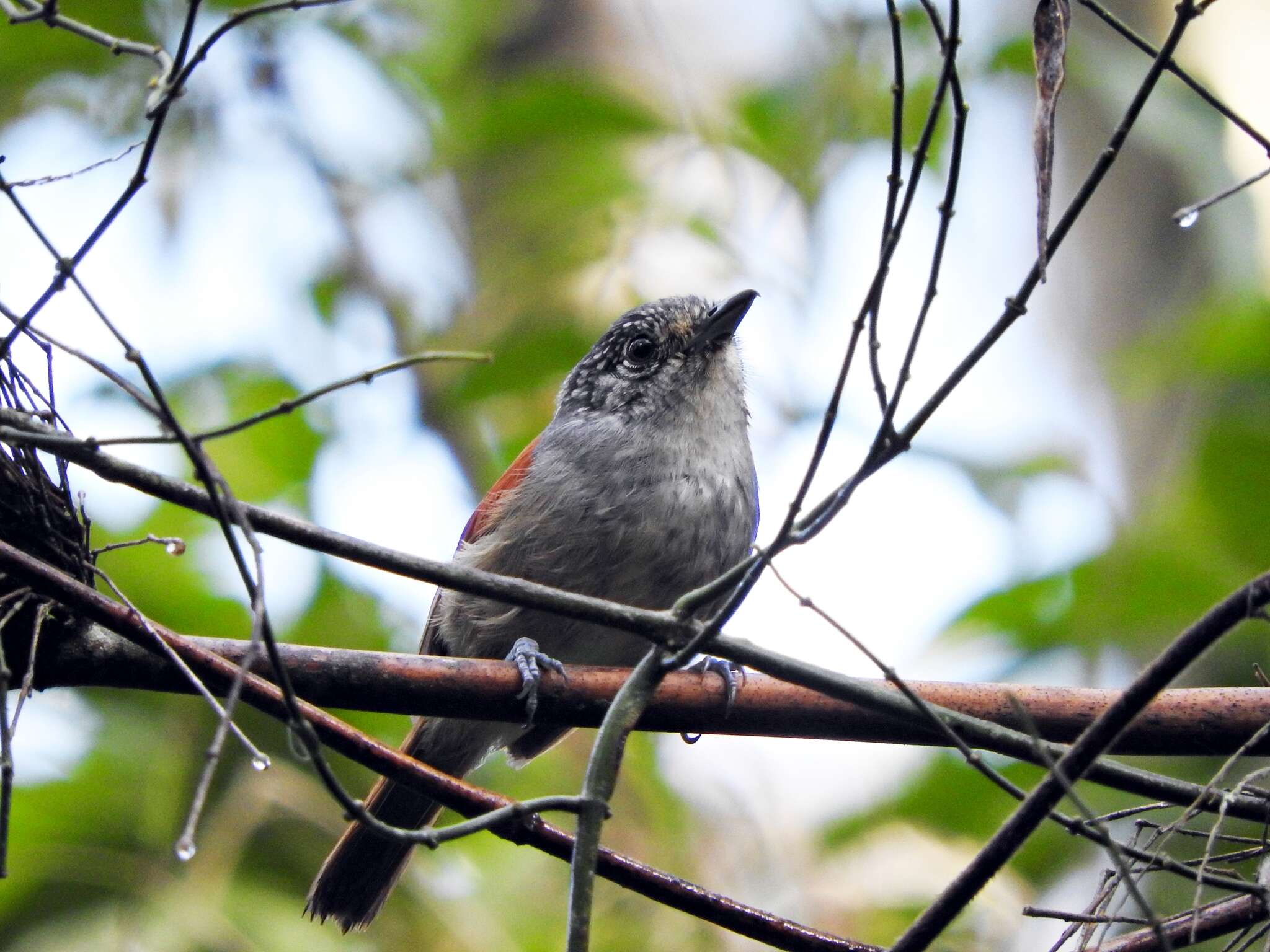 Image of Rufous-backed Antvireo