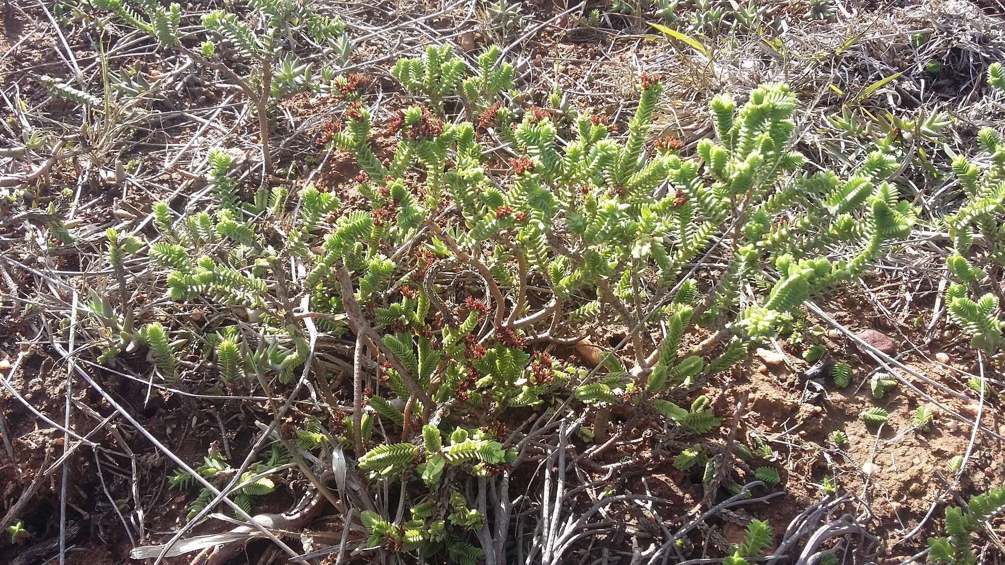 Image of Crassula ericoides subsp. ericoides