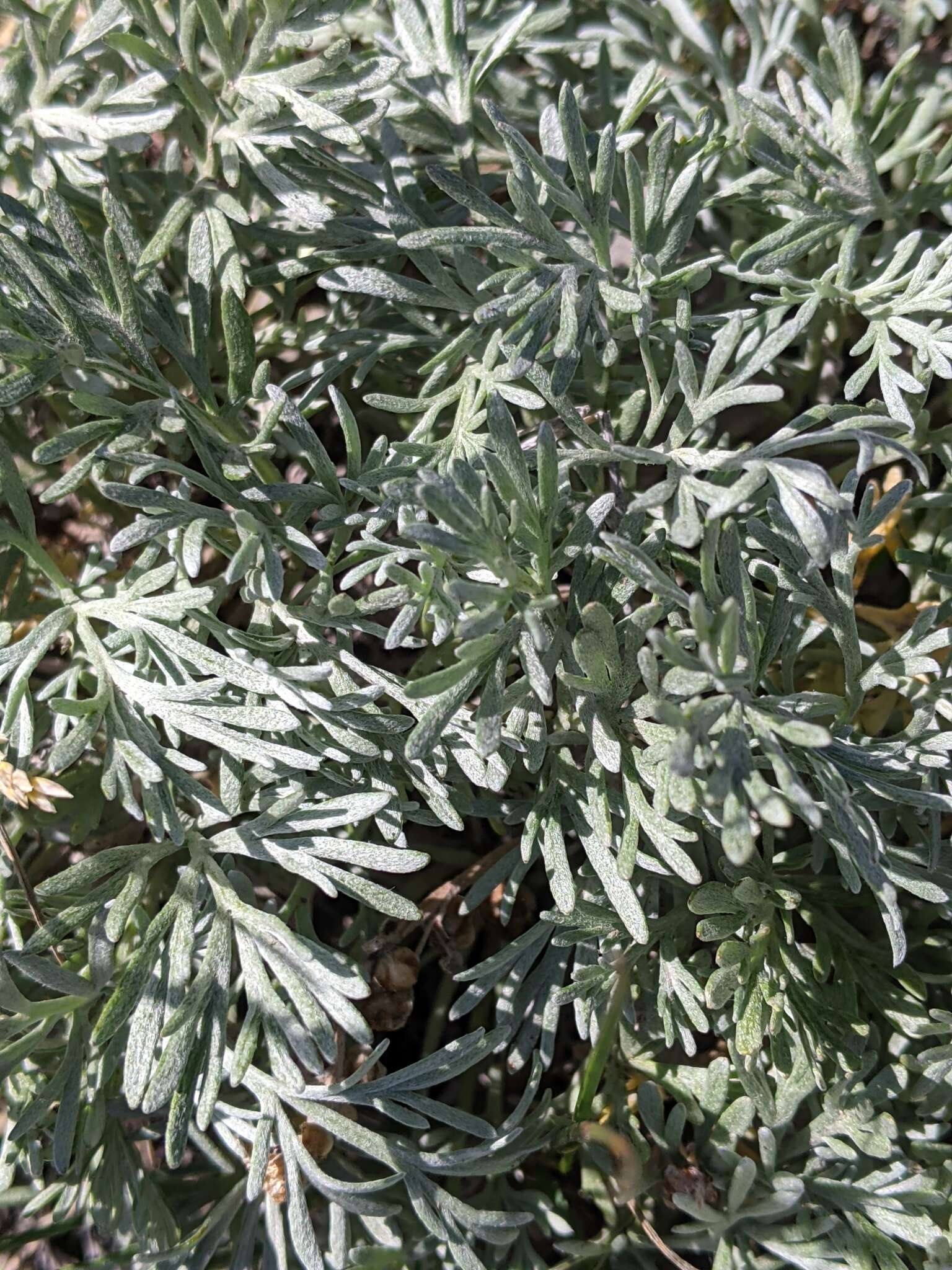 Image of forked wormwood