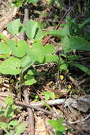 Image of Aristolochia steupii Woronow