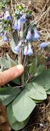 Image of Macdougal's bluebells