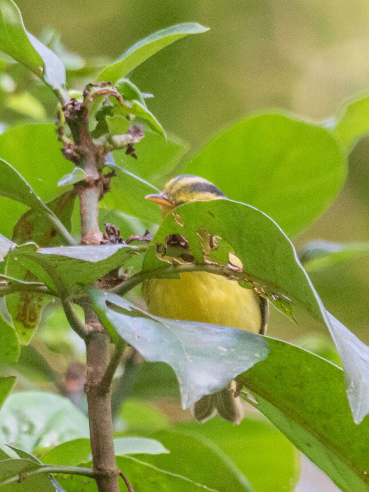 Imagem de Phylloscopus ricketti (Slater 1897)