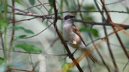 Image of White-Crowned Penduline Tit