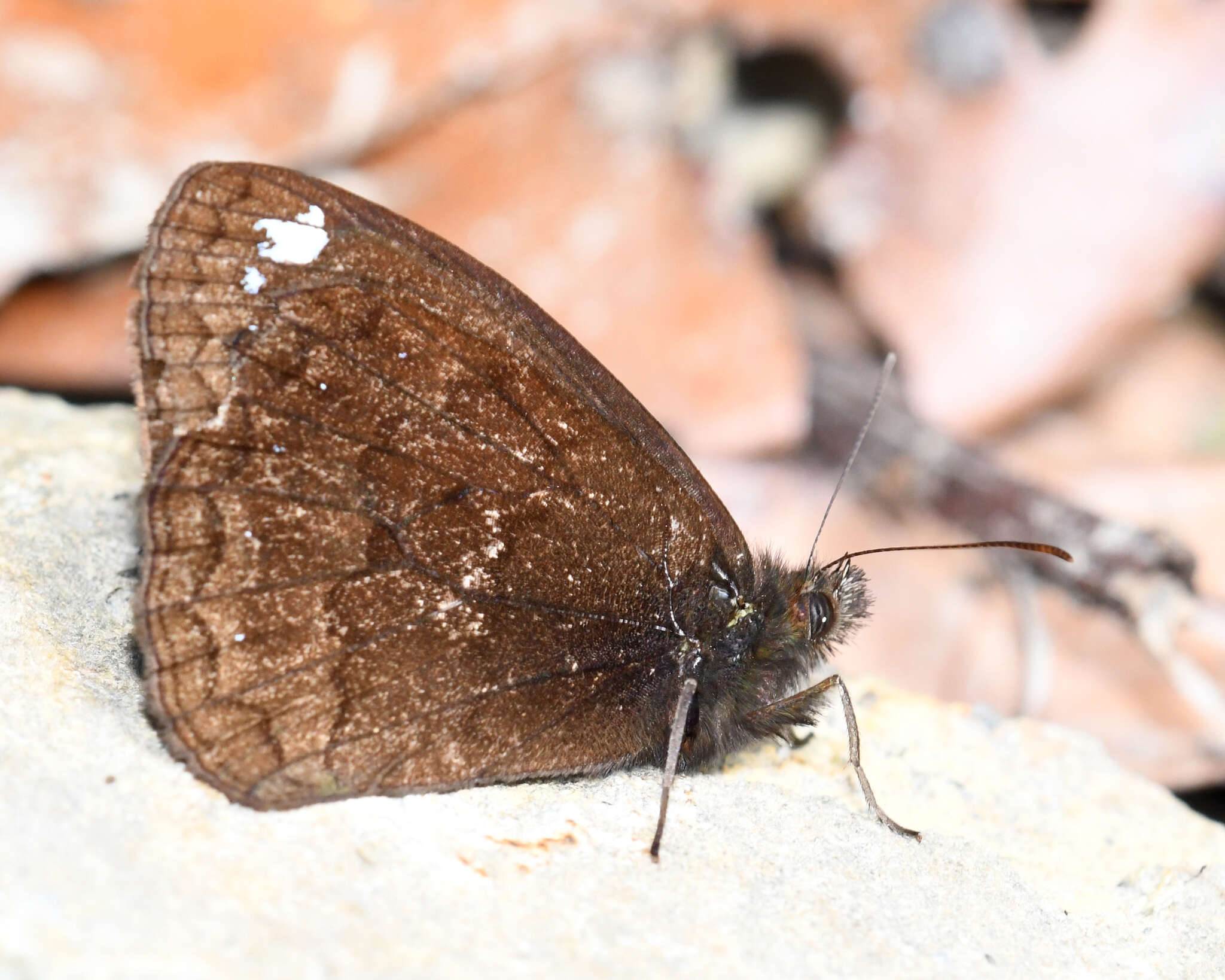 Image of Forsterinaria rustica