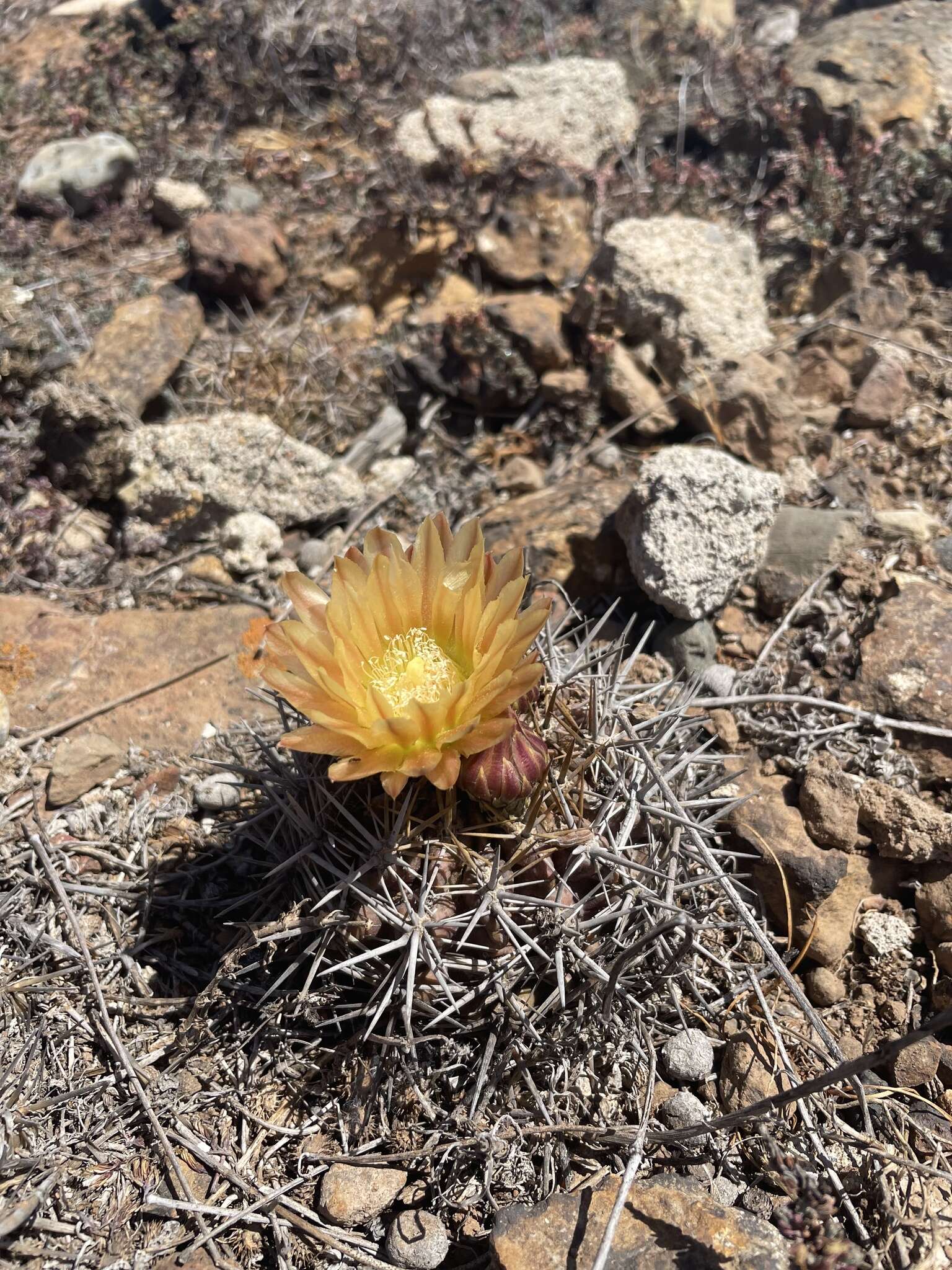 Image of Eriosyce curvispina var. mutabilis