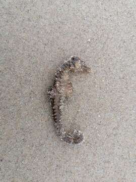 Image of Sea Horse