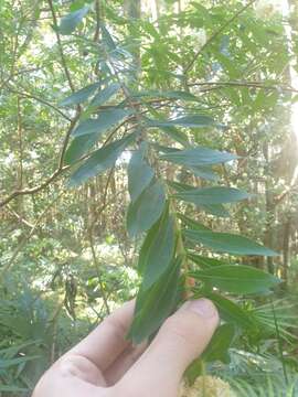 صورة Pimelea ligustrina Labill.