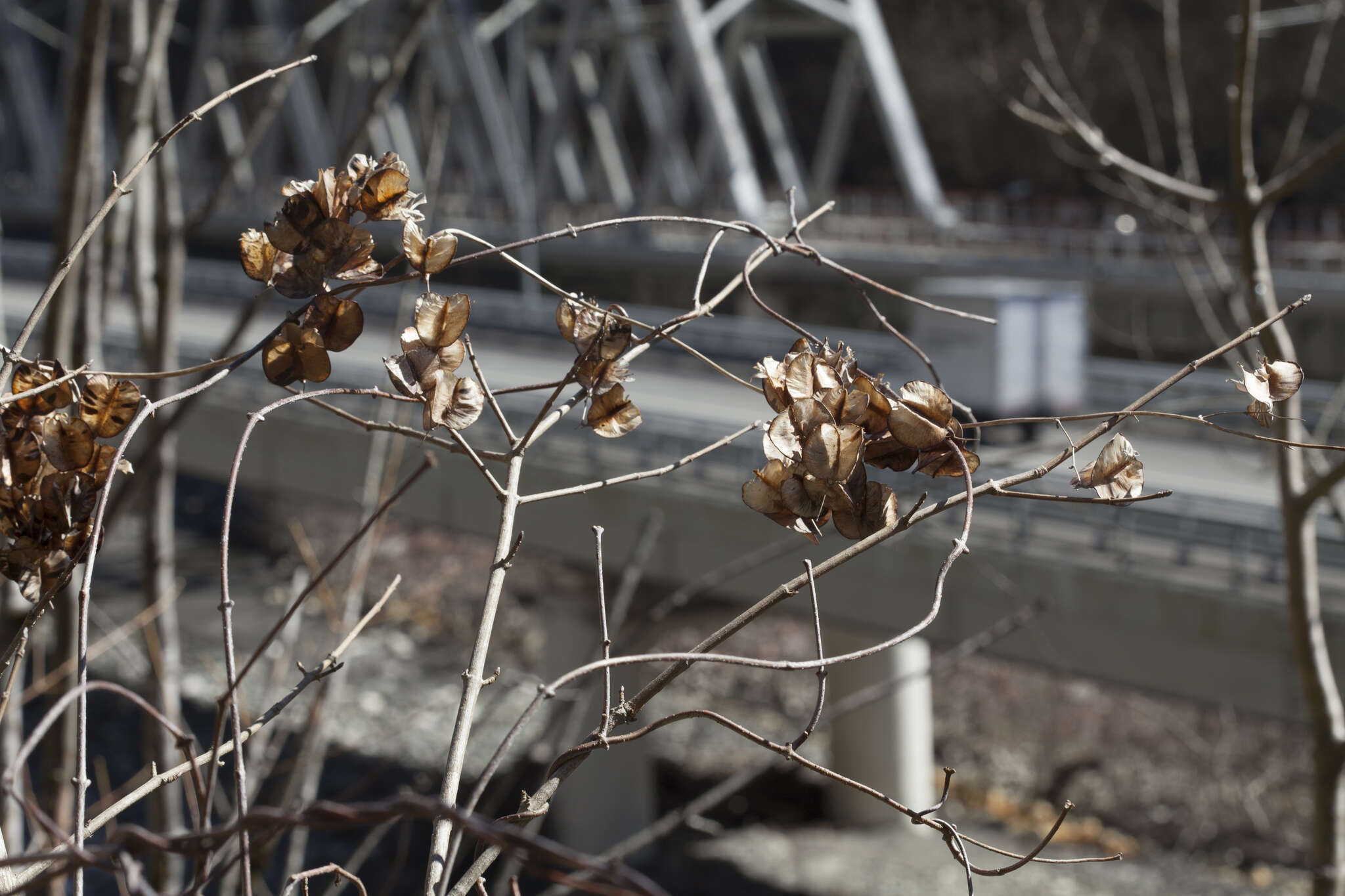 Dioscorea caucasica Lipsky的圖片