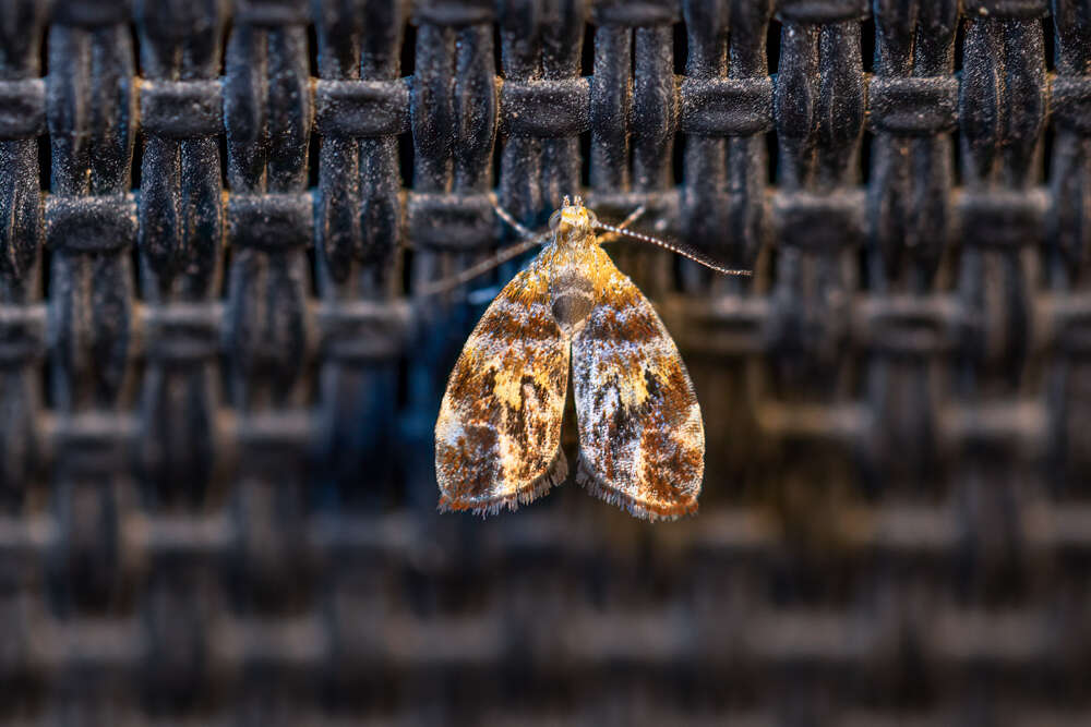 Image of Choreutis sexfasciella Sauber 1902