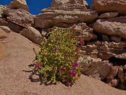 Cistanthe celosioides (Philippi) Carolin ex Hershkovitz resmi