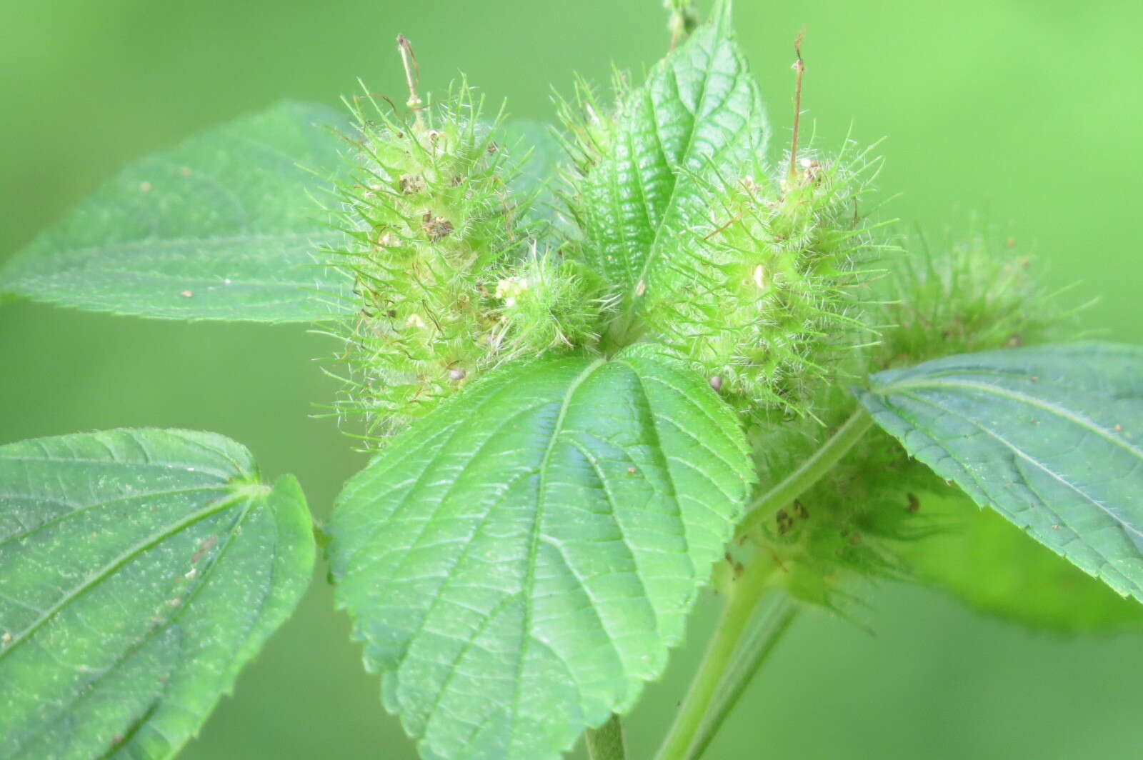 Image de Acalypha aristata Kunth