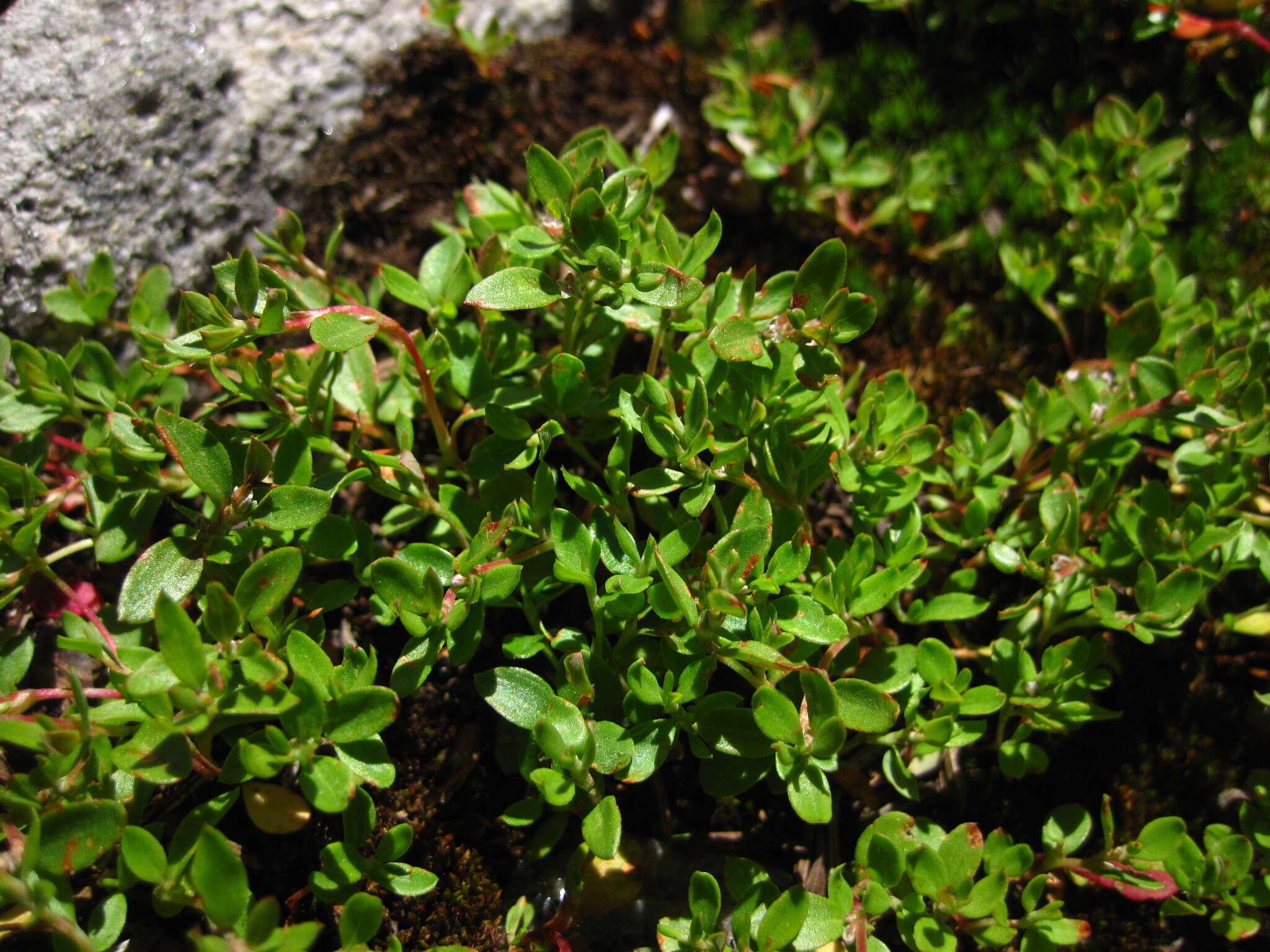 Слика од Polygonum minimum S. Wats.