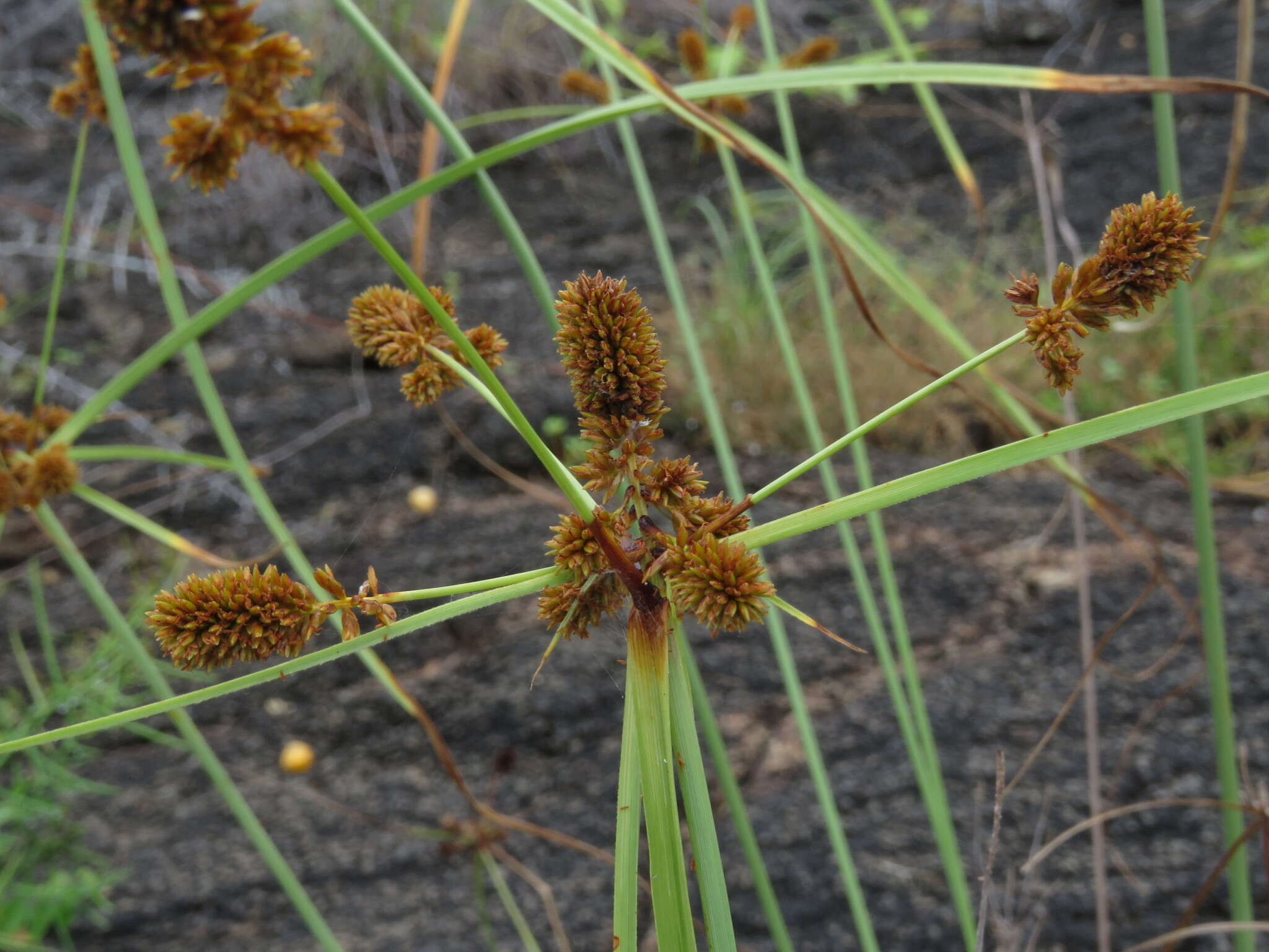 Image of Cyperus anderssonii Boeckeler