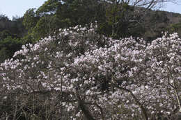 Image of Star Magnolia