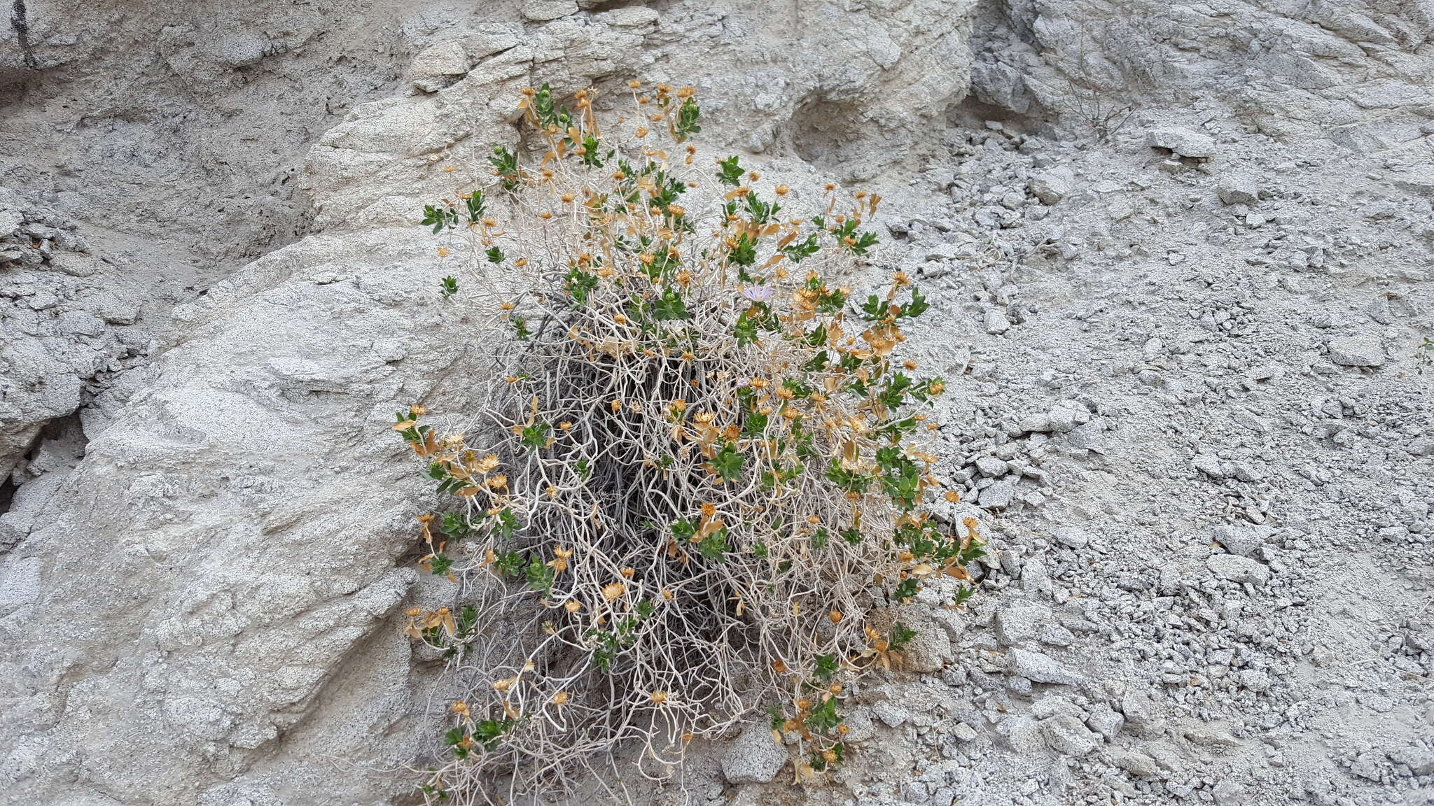 Image of Orcutt's aster