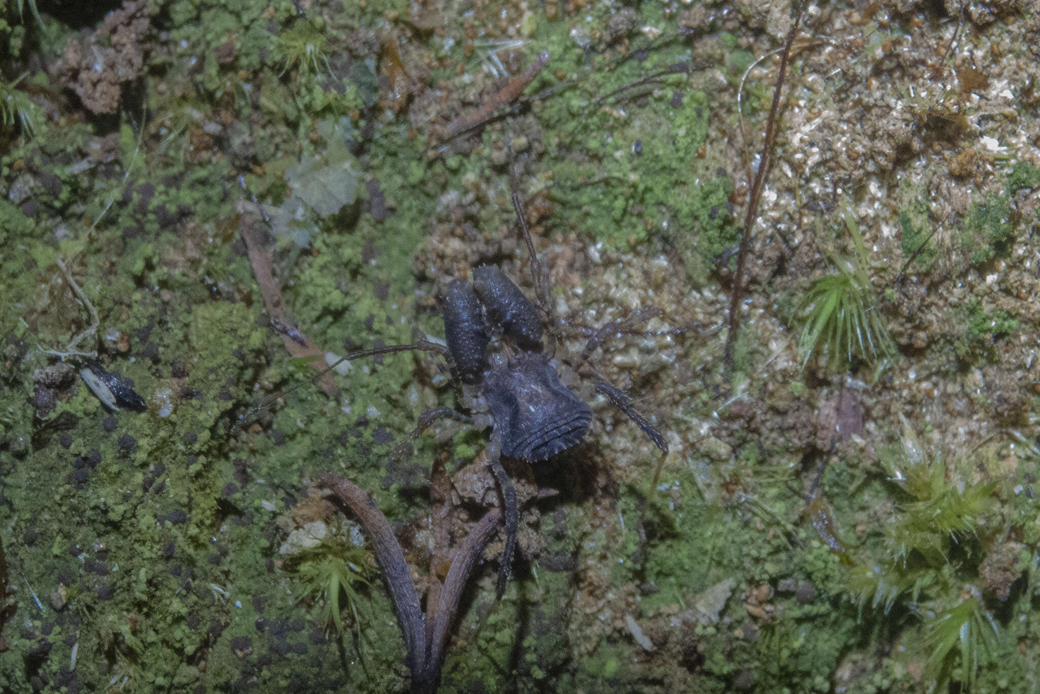 Image of Karamea tricerata Forster 1954