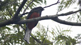 Trogon surrucura Vieillot 1817 resmi