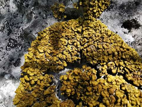 Image of Texas xanthopsorella lichen