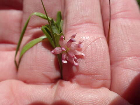 Image of Saline Clover