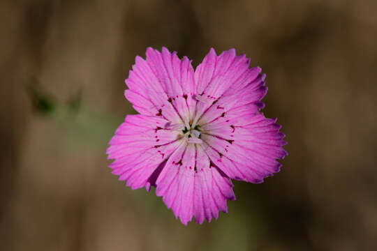 Image of China pink