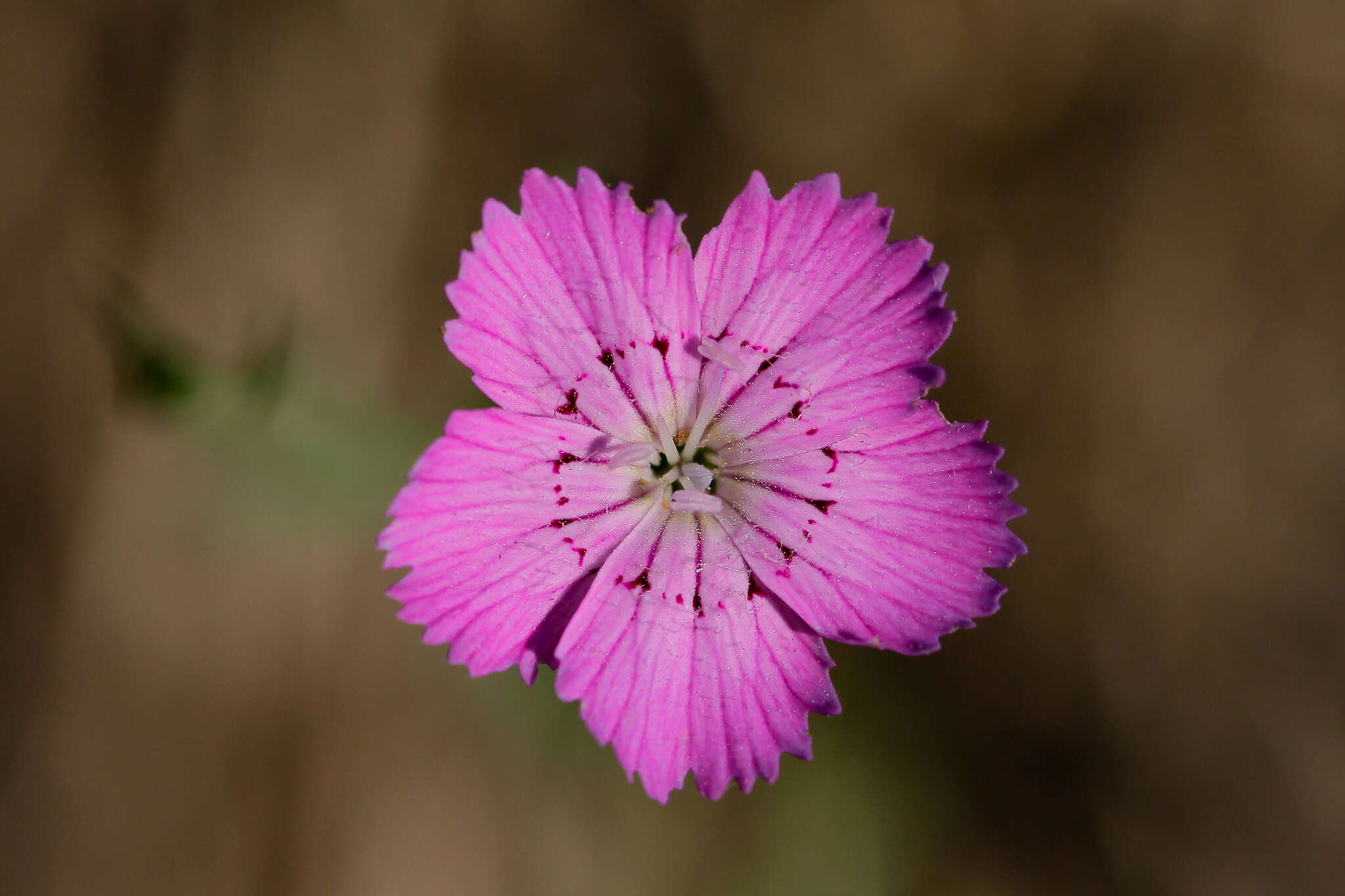 Image of China pink