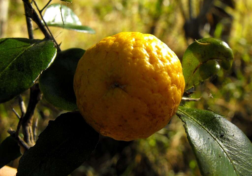 Image of Australian round lime