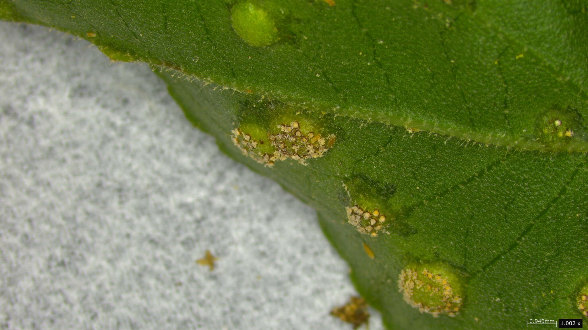 Puccinia kusanoi Dietel 1899的圖片