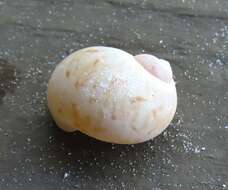 Image of colorful Atlantic moonsnail