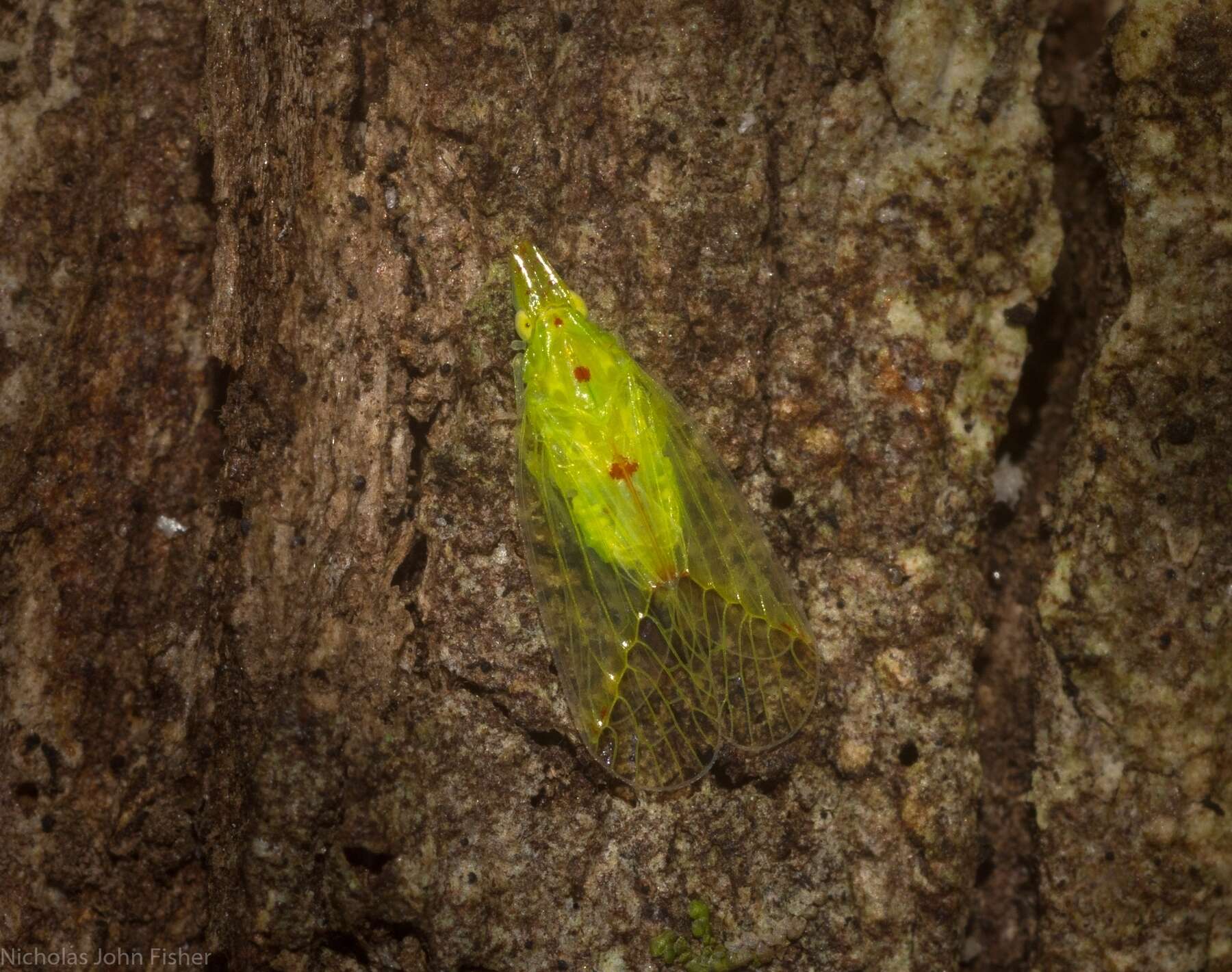 Image of Tambinia sexmaculata Wang & Liang 2011