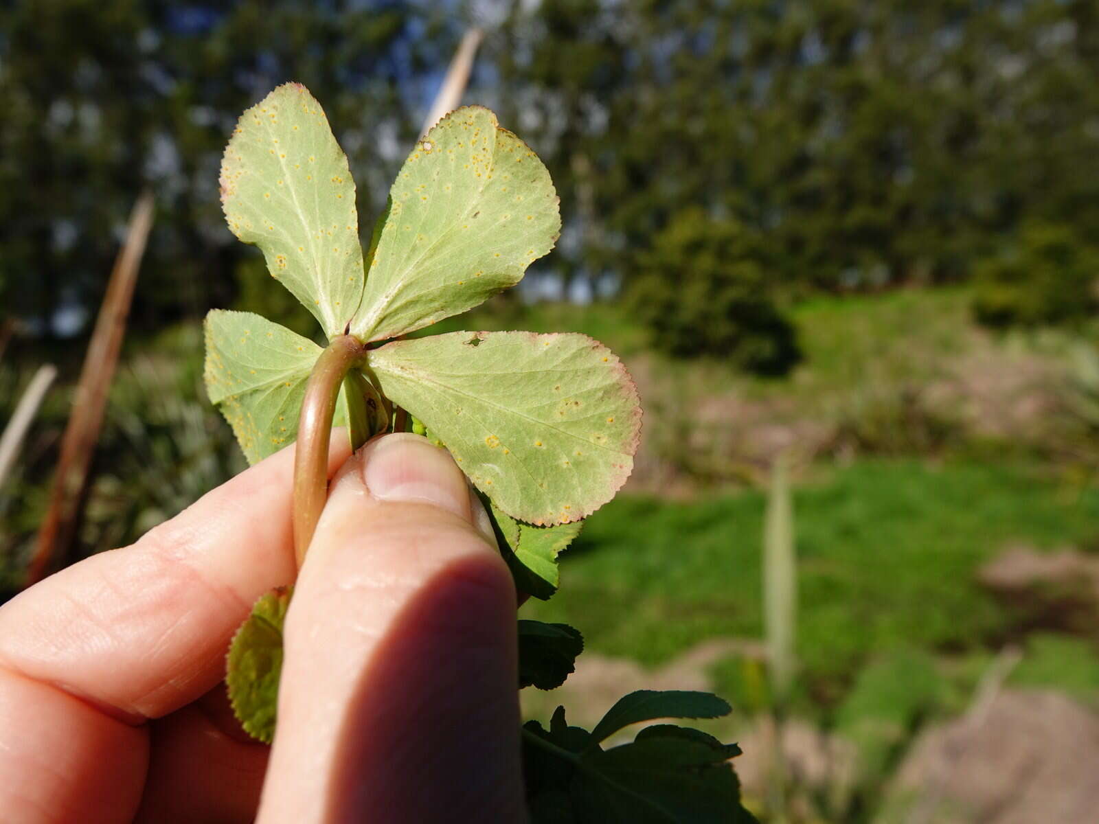 صورة Melampsora euphorbiae (Ficinus & C. Schub.) Castagne 1843